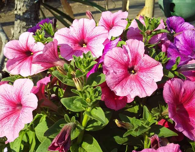 Wondai Autumn Garden Expo